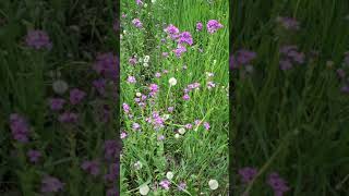 Dames RocketHesperis matronalis wild flowers [upl. by Eneja]