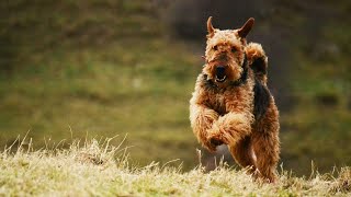 Surfing Success How to Train Your Airedale Terrier [upl. by Grae]