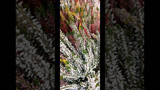 Calluna vulgaris [upl. by Brookner]