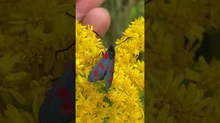 Красуня строкатка гадючникова Zygaena filipendulae на золотарнику butterfly insect flowers [upl. by Shulins709]