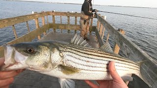 Striper Fishing Barnegat Bay NJ [upl. by Demmer]