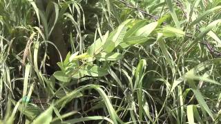 Weed of the Week 666Hemp Dogbane Air Date 1911 [upl. by Boatwright]