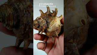 🐚cangkang kelomang Turbo sazae corak warna 6✨ crabpedia hermitcrab seashell [upl. by Disraeli]