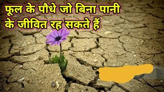 फूल के पौधे जो बिना पानी के जीवित रह सकते हैं  Flower plants that can live without water [upl. by Ysset161]