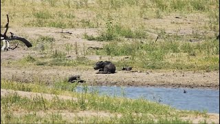 Newborn Buffalo Calf Has A Terrible Start To Life [upl. by Hannahc]