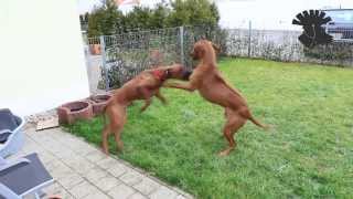 Rhodesian Ridgebacks  rough play  ATTACK [upl. by Katlaps]