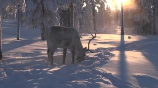 Winter Fairy Northern Reindeer in Oymyakon Yakutia Siberia  Russia [upl. by Lemrahs]