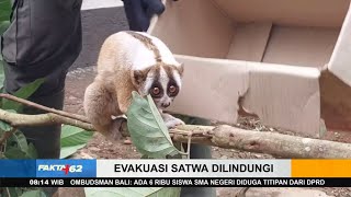 Evakuasi Kukang Jawa  FAKTA62 [upl. by Gent328]