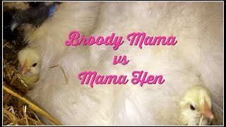 The Silkie Broody Mama vs Mama Hen [upl. by Hannahoj]