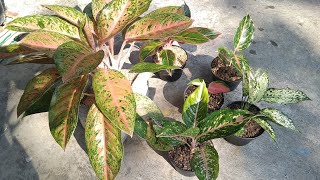 2 Benefits of Sunlight for Aglaonema and Where is The Good Place to Put Aglaonema [upl. by Cyma895]