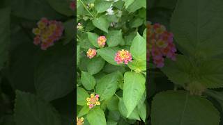 Lantanas Plant 🌱 shortsyoutubeviralshortsubscribenow [upl. by Edeline207]