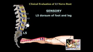 Neurological Evaluation Of The Lumbar Nerve Roots  Everything You Need To Know  Dr Nabil Ebraheim [upl. by Lurlene]