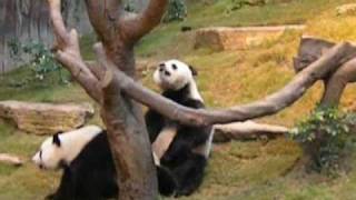 Giant Pandas Mating [upl. by Bayer]