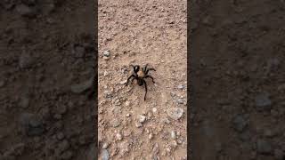 Texas Brown Tarantula cold shocked Aphonopelma hentzi also known as the Missouri Tarantula [upl. by Letch]