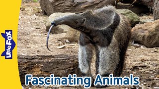 Giant Anteater RedEyed Frog Eastern Box Turtle Black Widow Spider Octopus Pelican  Little Fox [upl. by Jabon]