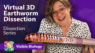 Visible Biology  Dissecting an earthworm in virtual 3D with Dr Harley [upl. by Elockin]