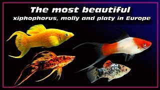 the most beautiful xiphophorus fish  molly and platy in Europe ✔ [upl. by Trillby316]