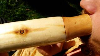 Pando 1  Quaking Aspen from Oldest living tree on planet Matthew Machu Didgeridoo [upl. by Wendalyn]