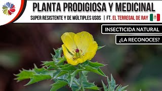 🌱 Esta PLANTA no es una quotMALEZAquot es MEDICINA PURA ¿Sabes cuál esft ELTERREGALDERAY [upl. by Yreneh]