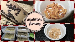 Mealworm Farming Setup  How to Breed Mealworms [upl. by Eveineg25]