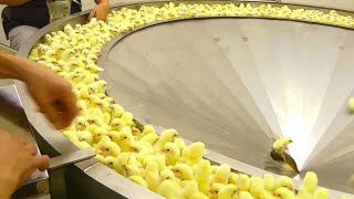 Incredible Broiler Chicken Farming  Poultry Farm Amazing Modern Chicks Poultry Farming Technology [upl. by Aciretehs]