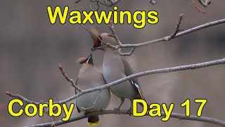 Waxwings  Priors Hall  Day 17 [upl. by Holmes593]