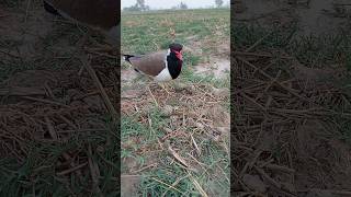 tatiri new birds egg  red wattled lapwing [upl. by Auberbach]