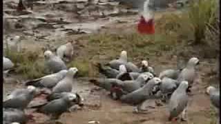 African Grey Parrots in the Wild [upl. by Newel570]