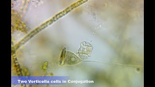 Reproduction of Vorticella by Conjugation [upl. by Aztinay]