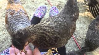 Handfeeding Mealworms to Cream Legbar chicks 10 weeks [upl. by Nylave]