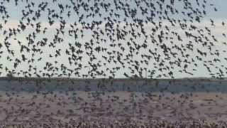 Check out this flight of the sanderlings Holgate NJ [upl. by Ruel]