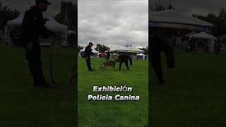 Exhibición policía canina feria universitaria uaa 2024 [upl. by Deehan781]