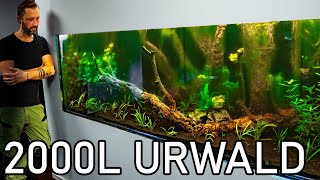 2000l Urwaldaquarium wird Eingerichtet [upl. by Oaht177]