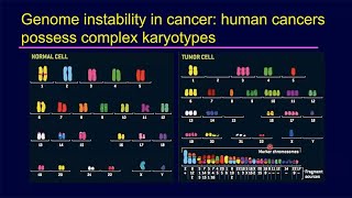 Evolution of Genome Instability in Cancer with Don Cleveland  Sanford Stem Cell Symposium [upl. by Llewsor231]