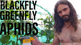 How to remove Blackfly Aphids and Greenfly [upl. by An986]