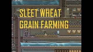 ONI  A Guide to sleet Wheat grain farming [upl. by Balfour856]