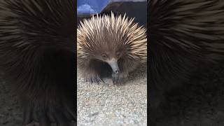 ये कौन सा जीव हैं  echidnas animals amazingfacts [upl. by Nodyl]