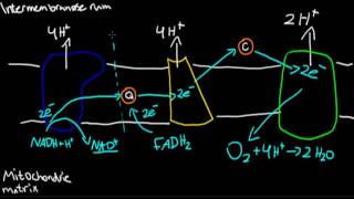 Oxidativ fosforylering [upl. by Zoara]