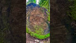 Visible Rings on the Cross Section of a Cut Log  Natures Story amp Forestry Insight nature shorts [upl. by Beckerman2]