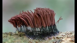 Stemonitis axifera Myxomycete 4k [upl. by Hareehat]