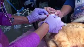 Nasopharyngeal polyp removal in a cat [upl. by Gausman298]