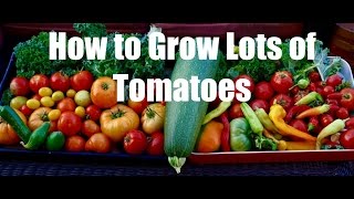 How to Grow Lots of Tomatoes and My Tomato Planting Hole Special Recipe [upl. by Annairoc436]