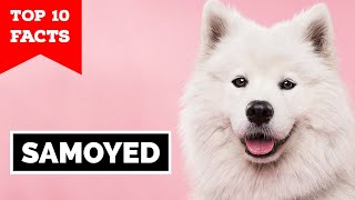 Samoyed  Top 10 Facts [upl. by Rech91]