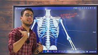 3 Support in man appendicular skeleton 🦴  3rd Sec  Biology [upl. by Vale]