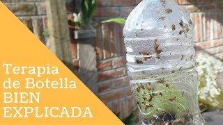 Orquídeas para recuperación en Terapia de botella ¡BIEN EXPLICADO  Orquiplanet [upl. by Ribaudo864]