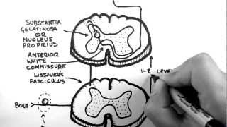 Spinal Pathways 3  Spinothalamic Tract [upl. by Aliekahs]