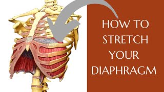 How To Stretch Your Diaphragm  Diaphragmatic Excursion [upl. by Prudi802]