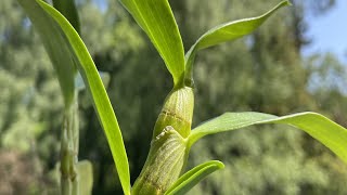 Dendrobium nobile orchidee verpotten en verzorgen repotting and care orchids dendrobium [upl. by Lam]