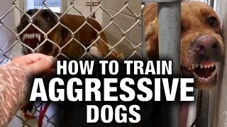 How to Train Aggressive Dogs [upl. by Trevor]