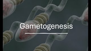 Gametogenesis [upl. by Fionnula]